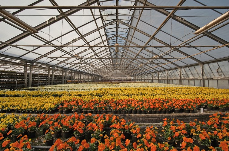 Maximizing Your Commercial Property Value with a Greenhouse Project: A Complete Guide